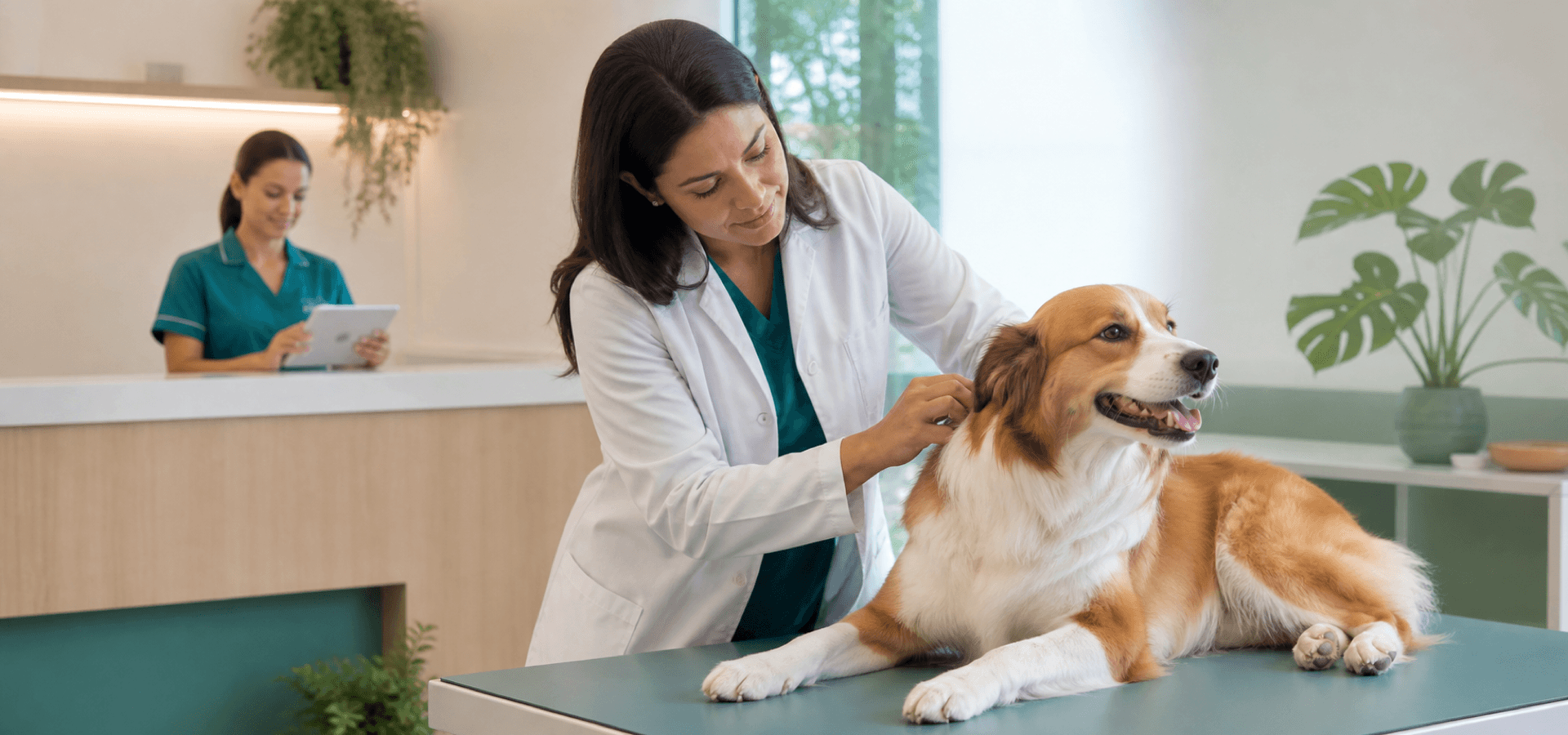 Veterinária examina a pelagem de um cão em clínica organizada para os cuidados da primavera